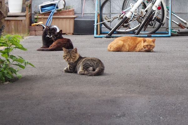 奥に４にゃん　事務所