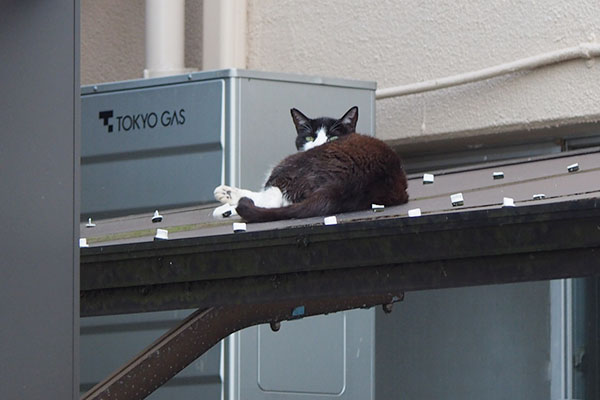 マシューはお向かいの屋根の上