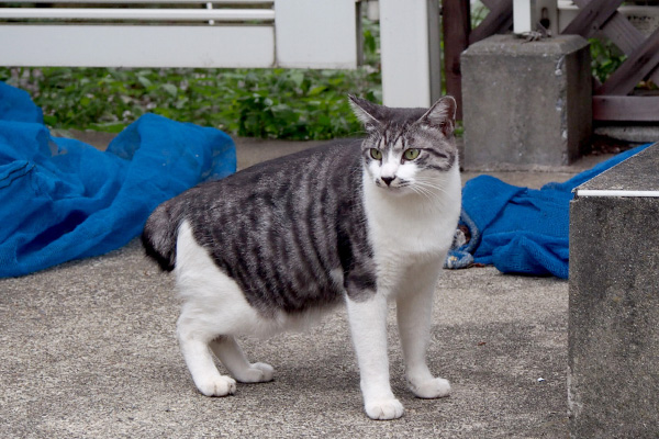 タンタル　素早く起きて