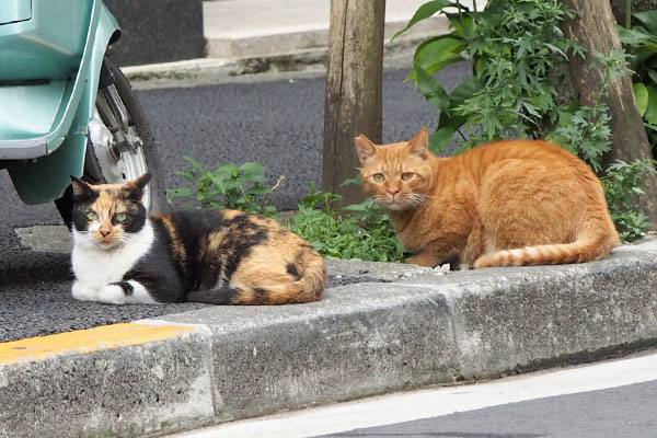 カブリコ　道路の向こうからズーム