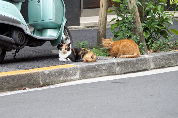 誰かを待っているカブとリコ遠