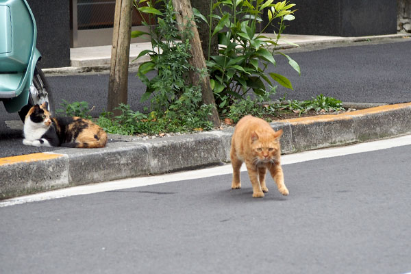 カブ　やって来る