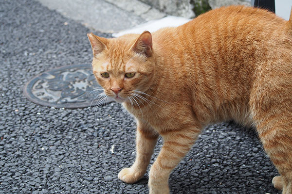 カブ　目の前に