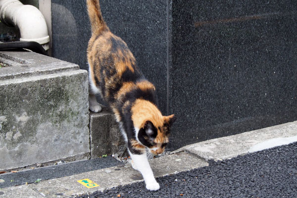 リコ　しっぽを上げて出て来る