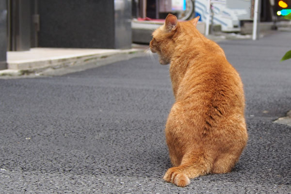 カブ　あくびしてる