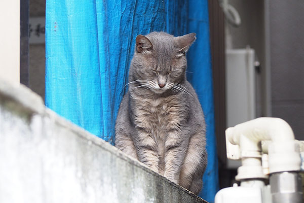 シピ　お座り寝