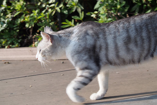 クロム　食べるポイントへ誘導