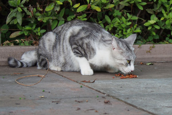 クロム　かっこいい顔で食べる