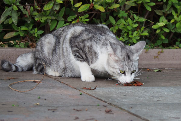 クロム　真剣に食べる