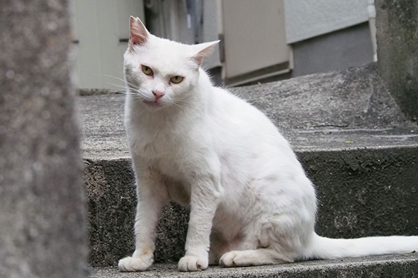 チロル　ちゅ～るはないのか