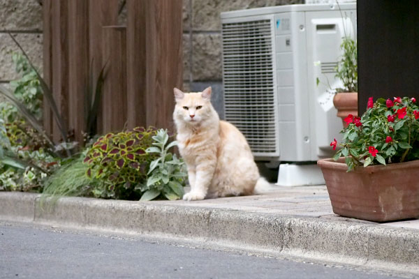 ナリコマ君　ハッとした顔