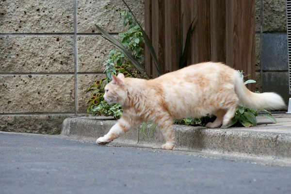 ナリコマ君　歩き出す