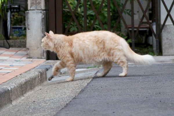 ナリコマ君　左のお宅へ