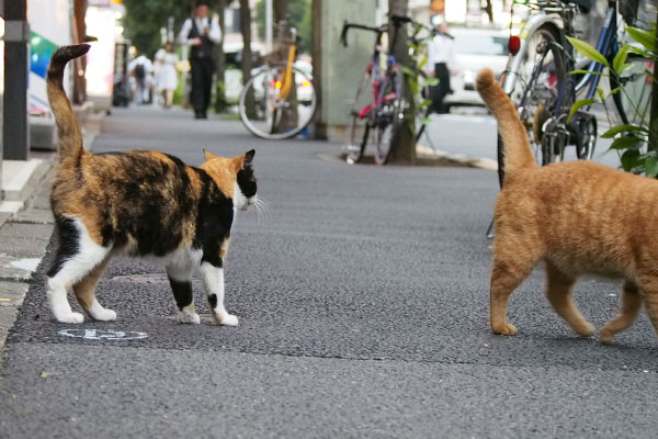 カブを追いかけるリコ