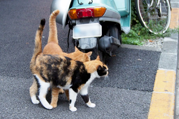 カブの前にズーン