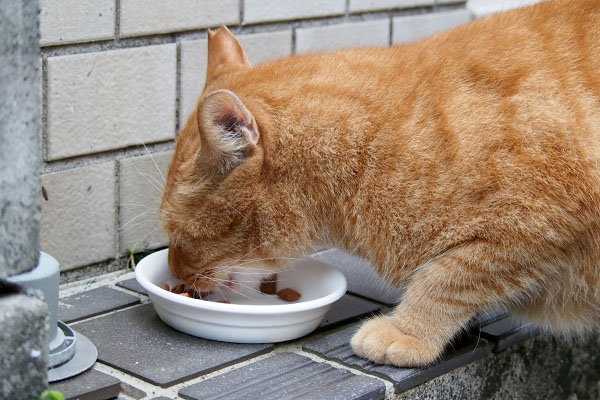 食べるカブ