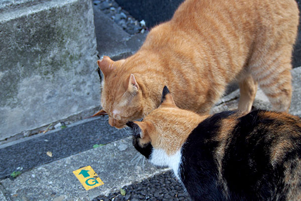 カブ　ハイお終い