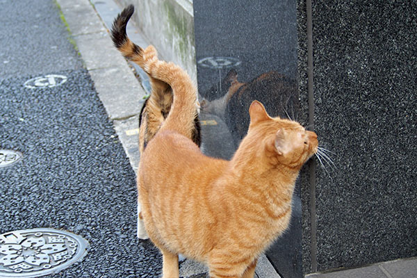 カブ　匂い付ける