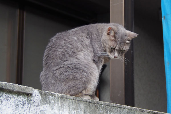 シピ　背を向け塀の上