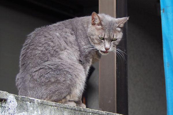 シピ　にゃひー