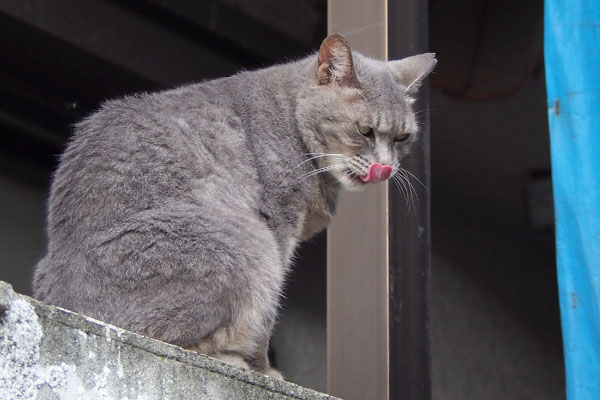 シピ　ぺろん