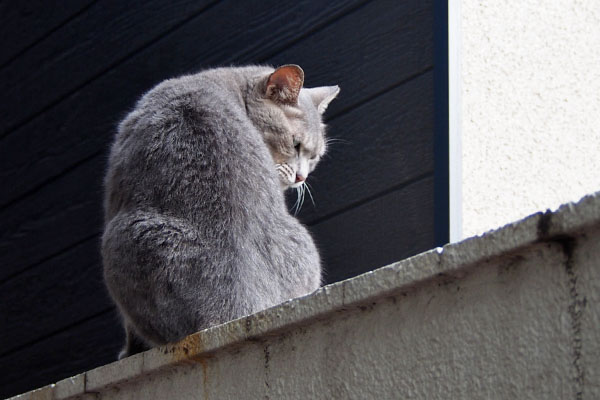 シピ　首をくにっと