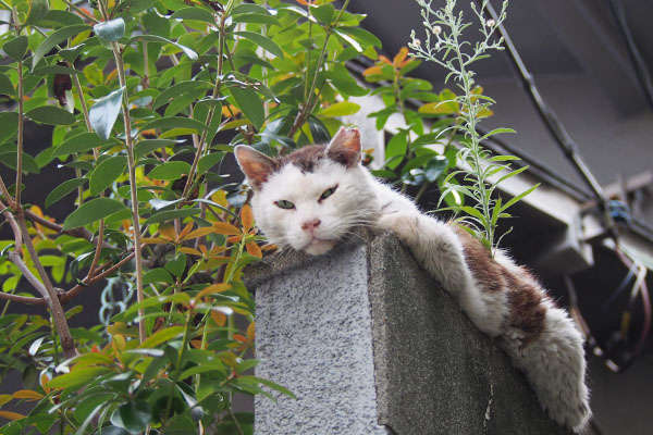 テル　でふ～と首を下ろす