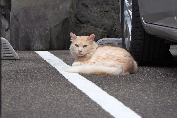 ナリコマ君　裏のマンションに