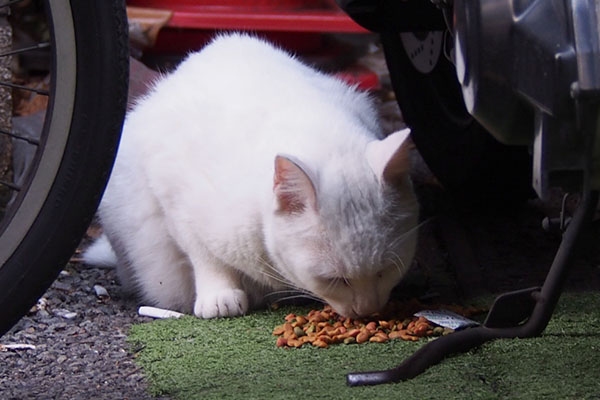 アクア　元の場所食事もらってた