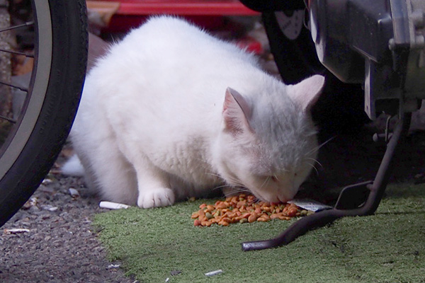 アクア　食べる防腐剤ある