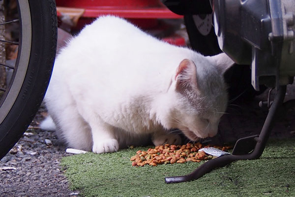 食べる　カリカリ食べる３