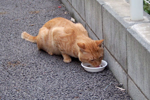 トト　うまうまにゃ