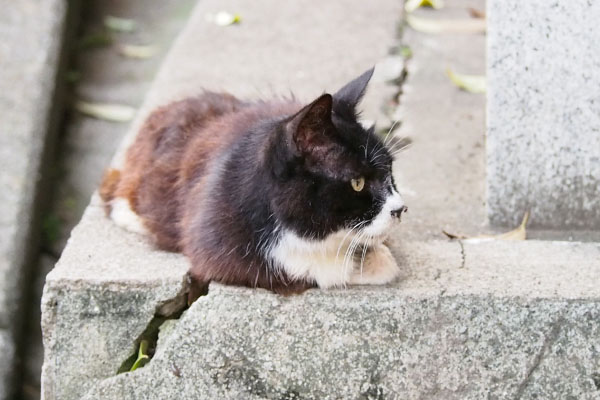 カラ　入口を見つめて