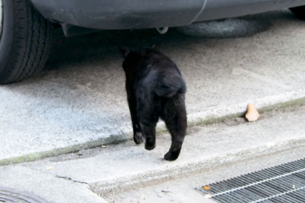 ココ　車の下が安心らしい