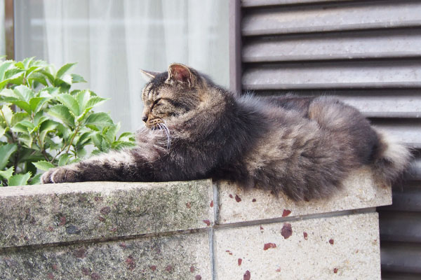 タッチー　塀の上で伸びる