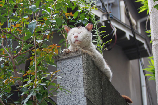 テル　塀の上まっすぐ顔を上げ