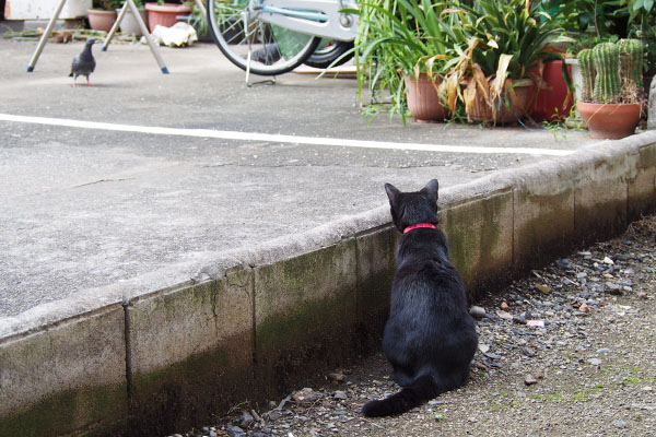 くー　左に鳩