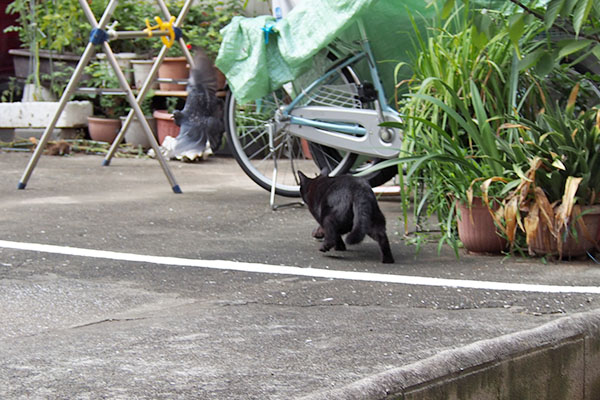 くー　ダッシュ　鳩飛び立つ