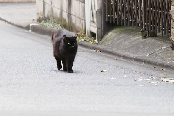 歩くハリマ