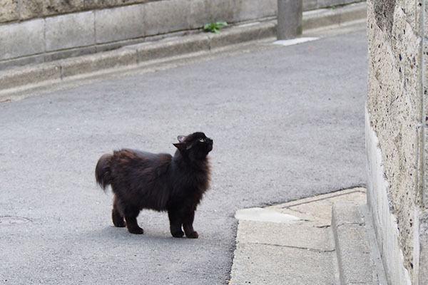 塀の上を見るハリマ