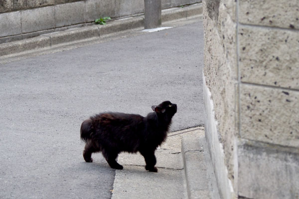 塀に近寄るハリマ