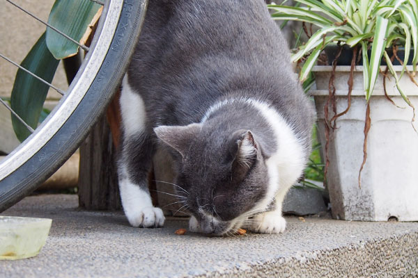 こっちでおたべちびにゃん