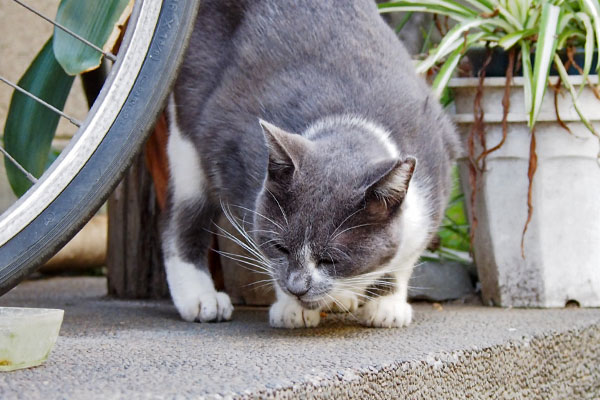 ちびにゃん　うまうま～