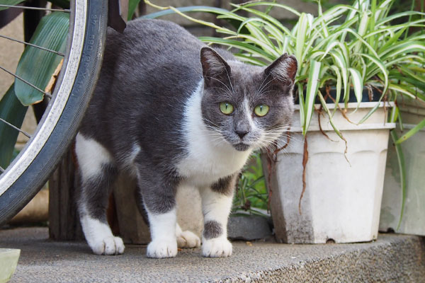 ちびにゃん　丸い目で見つめる