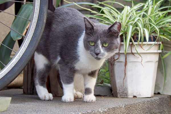 見てるちびにゃん