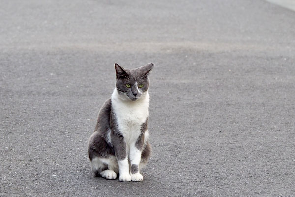 ちびにゃん　道路の真ん中でイカ耳