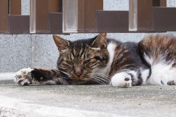 コウライ　ガレージ　面倒そうに見る