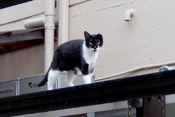 コテ　今そっち行くにゃ