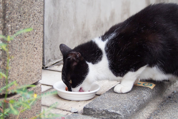 コテ　食べる