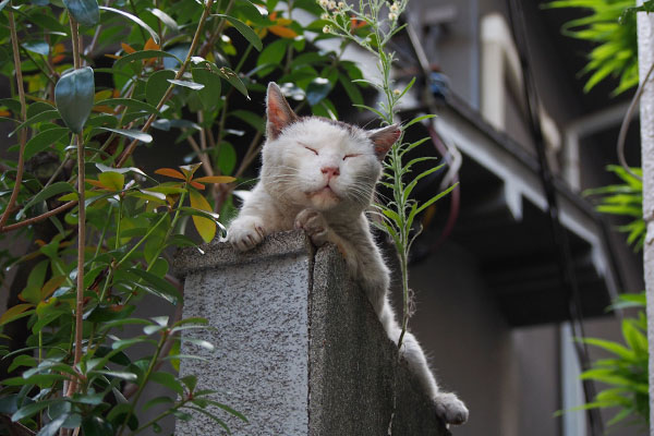 テル　首を上げて寝んね